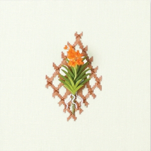 Ascocentrum (Orange) L